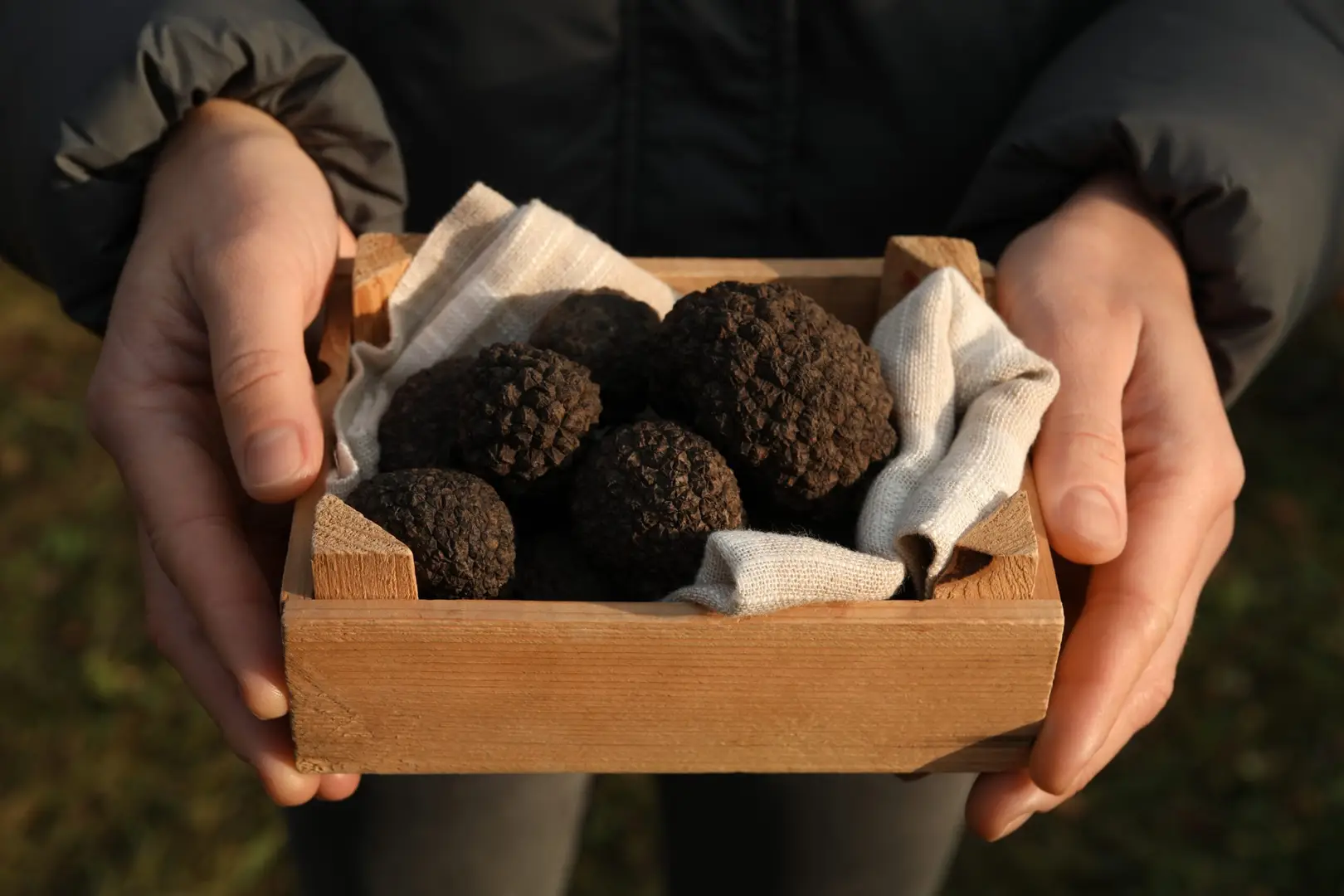 Hands holding a wooden box of fresh black truffles in Piedmont Italy during a gourmet food and truffle hunting tour