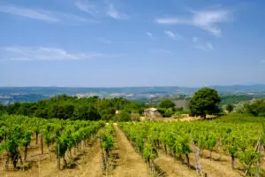 Summer vineyard landscape in the Italian countryside along the road from Orvieto, Umbria