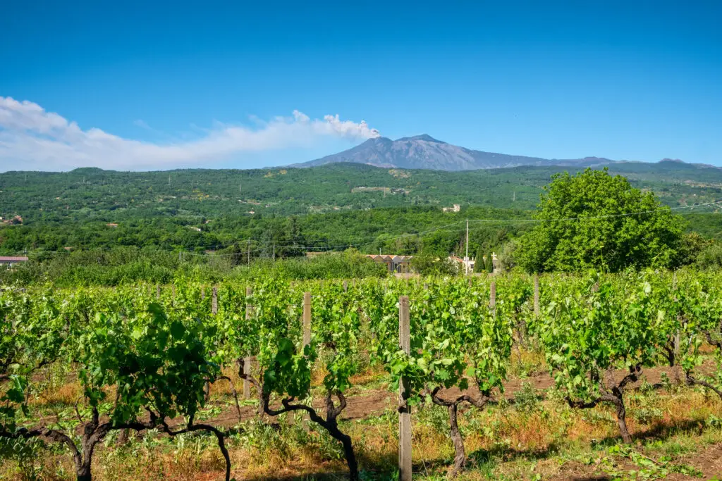 Sicilian vineyards with Mount Etna erupting in the background in Sicily, Italy