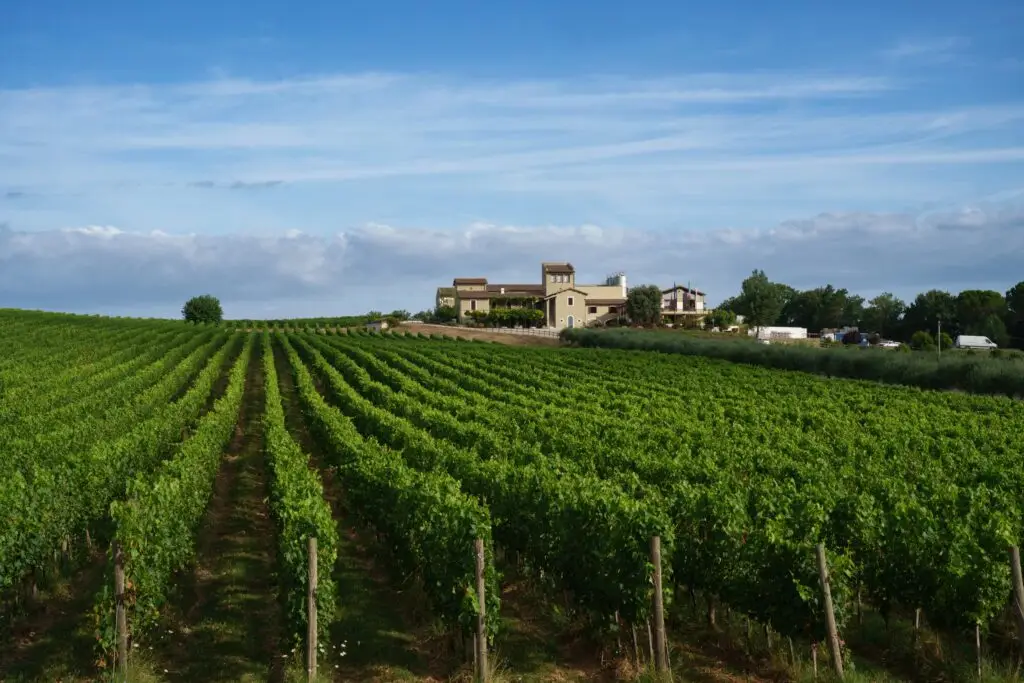 Vineyards in the rural landscape near Foligno and Montefalco in Umbria, Italy