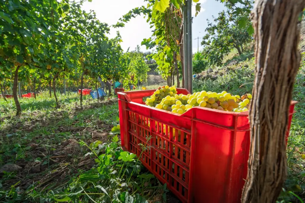 Red plastic crate filled with ripe white grapes in a Sicilian vineyard, Italy wine tour harvest scene