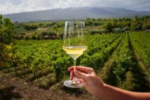 Etna DOC white wine tasting in a vineyard overlooking Mount Etna in Sicily, Italy