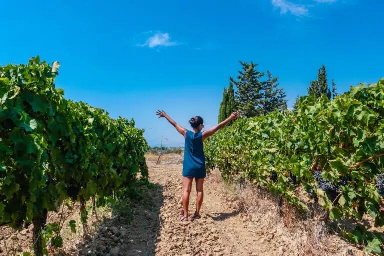 Woman walking through a sunlit vineyard during grape harvest in Sicily, Italy