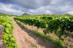 Vineyard on a gentle slope in the Etna region of Sicily, Italy, with grapevines under dramatic clouds for wine tourism tours